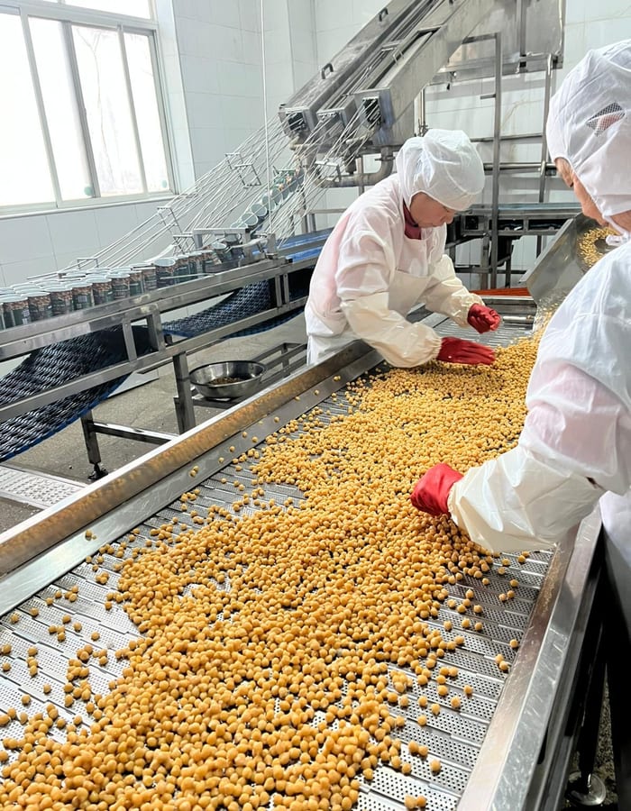 Workers sorting chickpeas on a production line in a Chinese food factory